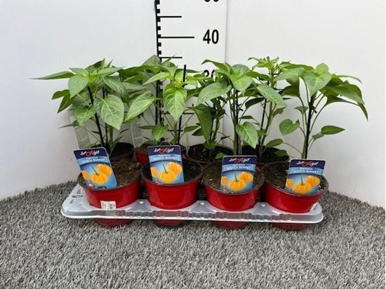 Immagine di PEPERONCINO PICCA. SCOTCH BONNET V.14 CM
