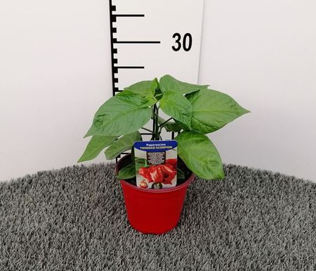 Immagine di PEPERONCINO PICCA. SCORPION V.14 CM