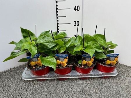 Immagine di PEPERONCINO PICCA. SKORPION YELLOW V.14 CM