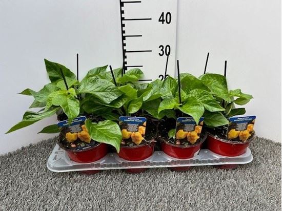 Immagine di PEPERONCINO PICCA. SKORPION YELLOW V.14 CM