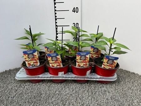 Immagine di PEPERONCINO PICCA. TABASCO V.14 CM