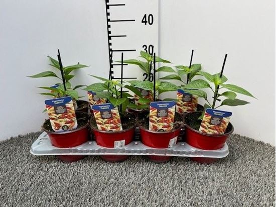 Immagine di PEPERONCINO PICCA. TABASCO V.14 CM