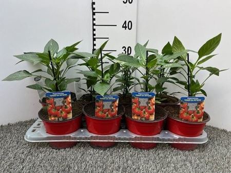 Immagine di PEPERONCINO PICCA. TONDO DA RIPIENO V.14 CM