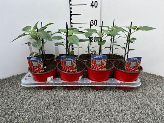 Immagine di PEPERONCINO PICCA. VIAGRA DEL CILE V.14 CM