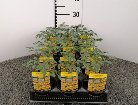 Immagine di POMODORO CILIEGINO GIALLO F1 V.10 CM