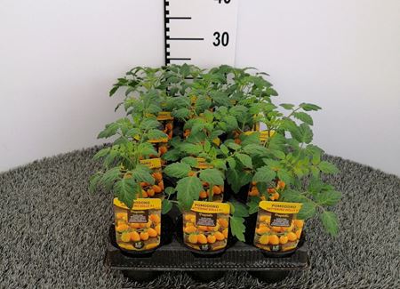 Immagine di POMODORO DATTERINO GIALLO F1 V.10 CM