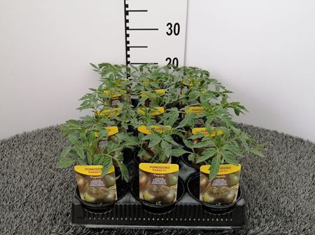 Immagine di POMODORO TONDO NERO F1 V.10 CM