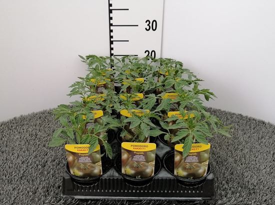 Immagine di POMODORO TONDO NERO F1 V.10 CM