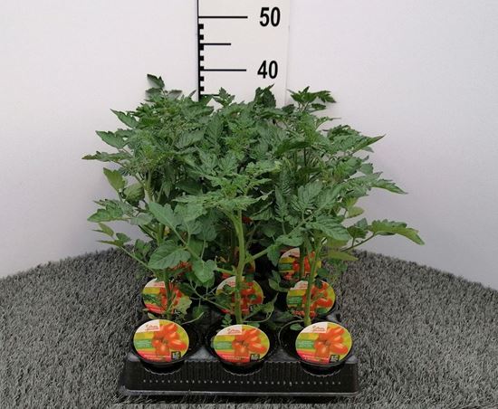 Immagine di POMODORO SUPER DATTERINO MARKINO F1 V.10 CM