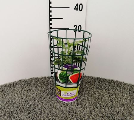 Immagine di ANGURIA INN. LUNGA V.14 CM