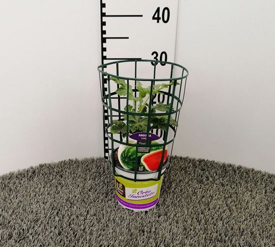 Immagine di ANGURIA INN. LUNGA V.14 CM