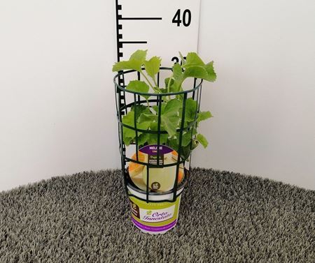 Immagine di MELONE INN. LISCIO V.14 CM