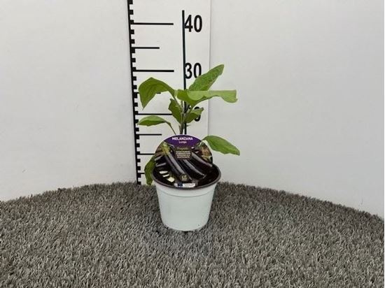 Immagine di MELANZANA INN. LUNGA V.14 CM