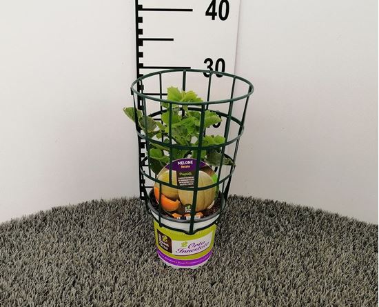 Immagine di MELONE INN. RETATO V.14 CM