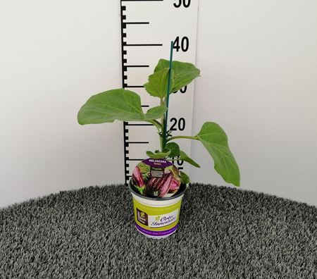 Immagine di MELANZANA INN. STRIATA V.14 CM