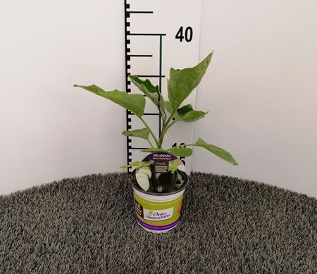 Immagine di MELANZANA INN. TONDA NERA V.14 CM