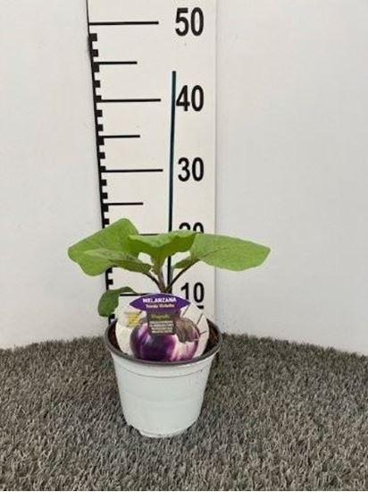 Immagine di MELANZANA INN. TONDA VIOLETTA V.14 CM