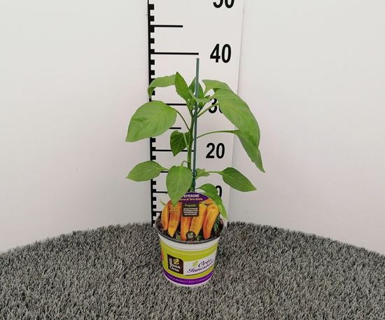 Immagine di PEPERONE INN. CORNO GIALLO V.14 CM