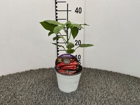 Immagine di PEPERONE INN. CORNO ROSSO V.14 CM