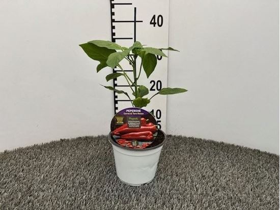 Immagine di PEPERONE INN. CORNO ROSSO V.14 CM