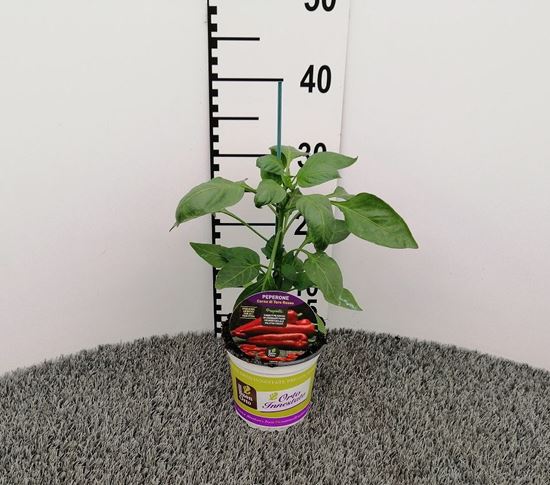 Immagine di PEPERONE INN. ROSSO V.14 CM