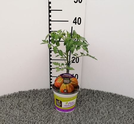 Immagine di POMODORO INN. CUOR DI BUE LIGURE V.14 CM