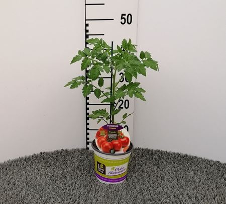 Immagine di POMODORO INN. GRAPPOLO V.14 CM