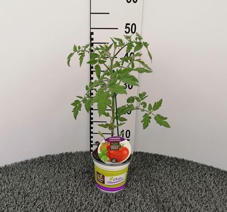 Immagine di POMODORO INN. TONDO V.14 CM