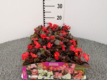 Immagine di BEGONIA FOGLIA SCURA PACK 4 PIANTE