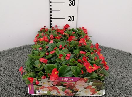 Immagine di BEGONIA FOGLIA VERDE PACK 4 PIANTE