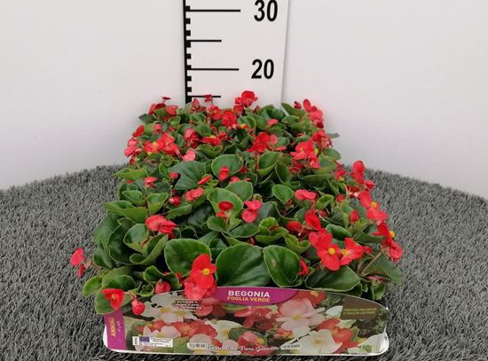 Immagine di BEGONIA FOGLIA VERDE PACK 4 PIANTE