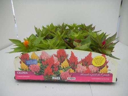 Immagine di CELOSIA PACK 4 PIANTE