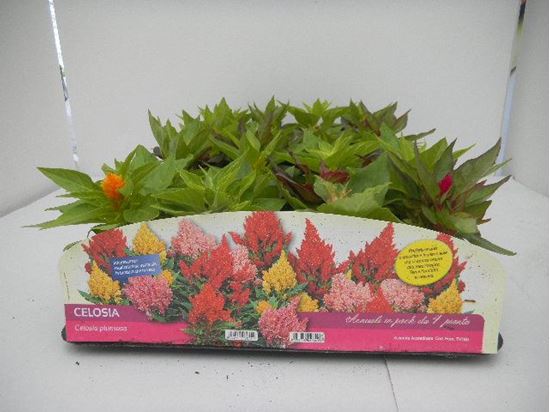 Immagine di CELOSIA PACK 4 PIANTE
