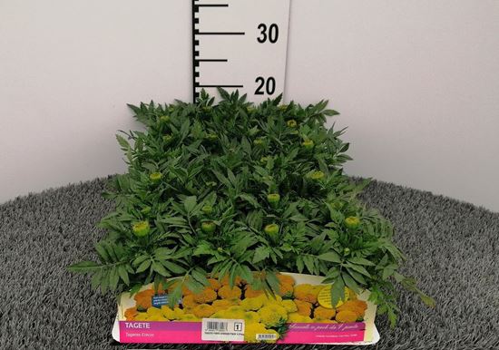 Immagine di TAGETE FIORE GROSSO PACK 4 PIANTE
