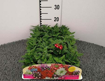 Immagine di VERBENA PACK 4 PIANTE