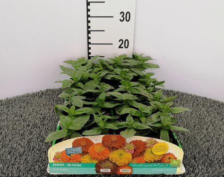 Immagine di ZINNIA DA TAGLIO PACK 4 PIANTE
