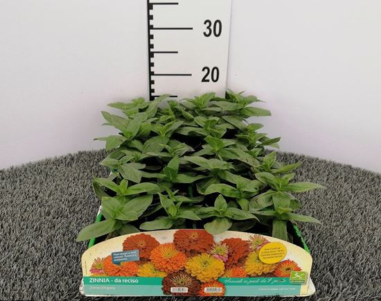 Immagine di ZINNIA DA TAGLIO PACK 4 PIANTE