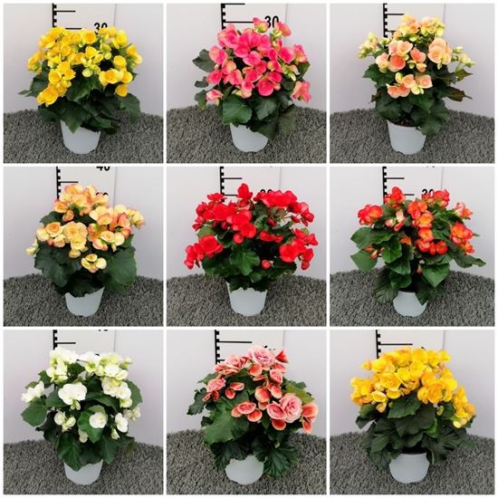 Immagine di BEGONIA ELATIOR V.14 CM