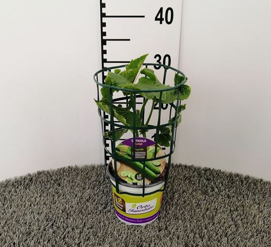 Immagine di CETRIOLO INN. LUNGO V.14 CM