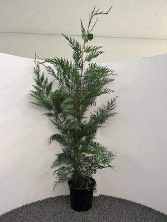 Immagine di CUPRESSOCIPARIS LEYLANDII V.19 CM