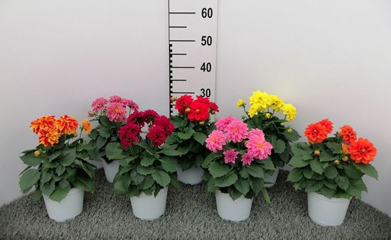 Immagine di DALIA V.14 CM