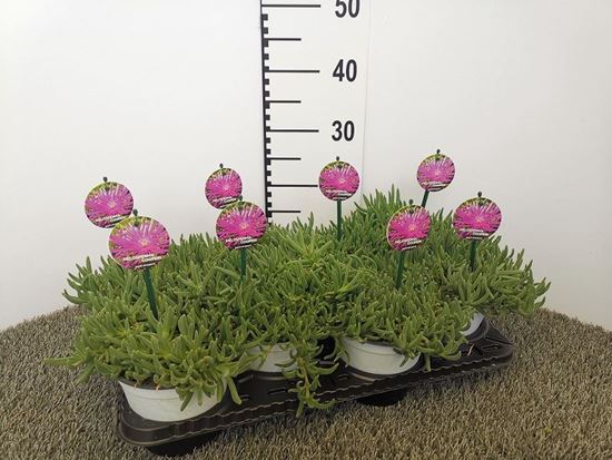 Immagine di DELOSPERMA COOPERI V.14 CM