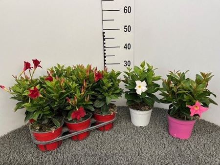 Immagine di DIPLADENIA V.14 CM