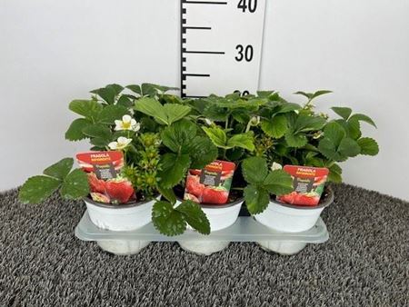 Immagine di FRAGRARIA V.14 CM