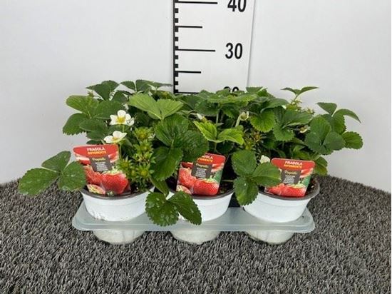 Immagine di FRAGRARIA V.14 CM