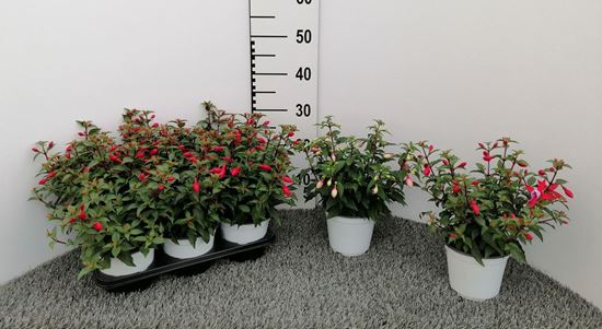 Immagine di FUCHSIA V.14 CM