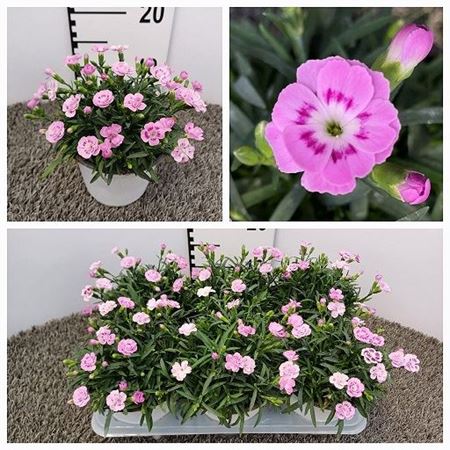 Immagine di GAROFANO PINK KISSES V.14 CM