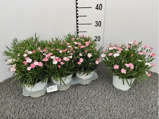 Immagine di GAROFANO PEACH PARTY V.14 CM