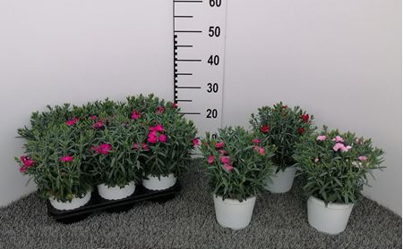 Immagine di GAROFANO PEMAN V.14 CM