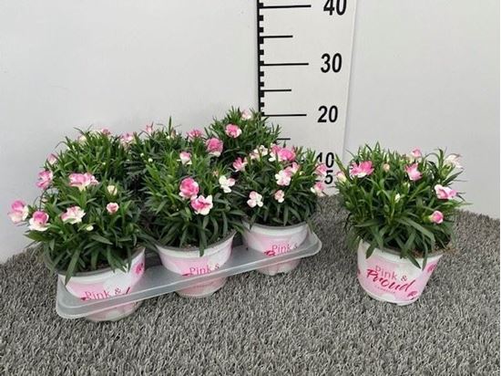 Immagine di GAROFANO PINK & PROUD V.14 CM